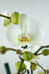 natural white and yellow orchid on white background