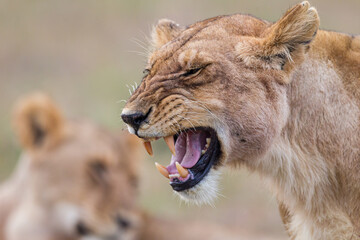 Fototapeta na wymiar lioness grooming in Masai Mara