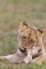 Young lion eating on  a skull in Masai Mara