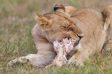 Young lion eating on  a skull in Masai Mara