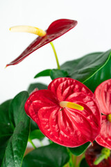 Anthurium is a heart-shaped flower. Isolated anthurium red on white background. Flamingo flowers or Boy flowers Pigtail. Anthurium andraeanum (Araceae or Arum). Anthuriums symbolize hospitality.