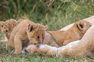 Naklejka na ściany i meble Lion cubs near their mother