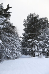 snowy trees and empty road