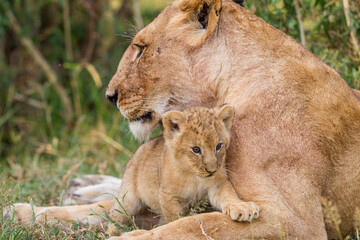 Lion cubs near their mother
