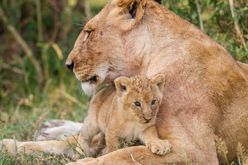 Lion cubs near their mother