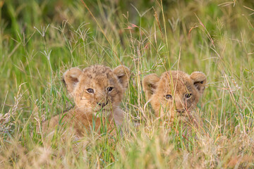 Lion cubs hiding in the grass