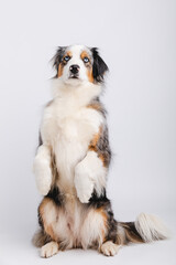 Australian Shepherd