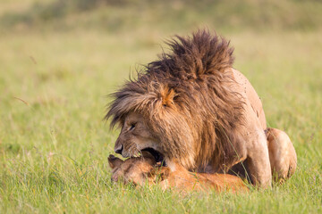 Naklejka premium Lion and lioness mating in Masai Mara