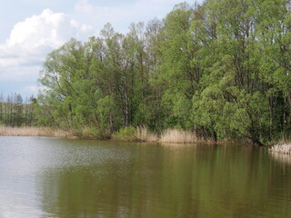 lake in the forest