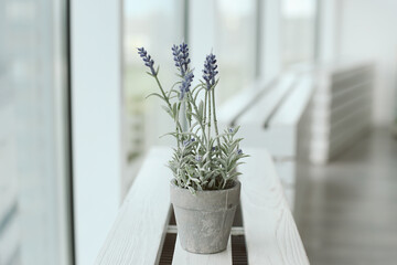 lavender in grey pot 