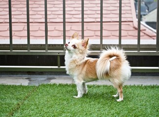 The chihuahua on artificial grass.