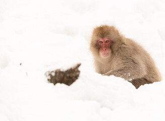 Japanese macaque over the snowy background, Jigokudani Monkey Park, Nagano, Japan.
