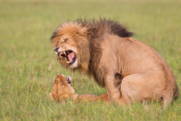 Fototapeta na wymiar Lion and lioness mating in Masai Mara
