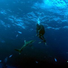 Fototapeta na wymiar oceanic whitetip shark investigates diver