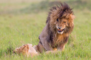 Obraz na płótnie Canvas Lion and lioness mating in Masai Mara