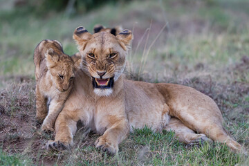 Lion cubs near their mother