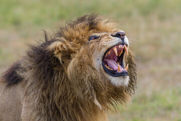 Male lion calling in Masai Mara