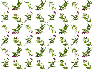 Obraz na płótnie Canvas Floral pattern or Flower pattern with a white background. Beautiful flowers pattern.
