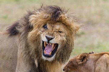 Obraz na płótnie Canvas Male lion calling in Masai Mara