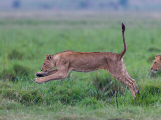 young lion jumping over a marsh pond in Masai Mara
