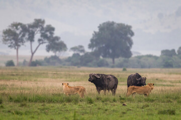 Young lions facing african buffalos