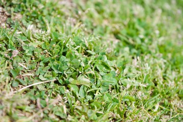 The weed on Japanese park.