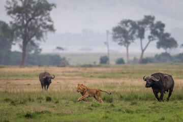 Young lion running away  from african buffalos