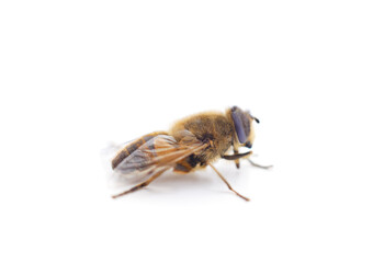 One little bee.