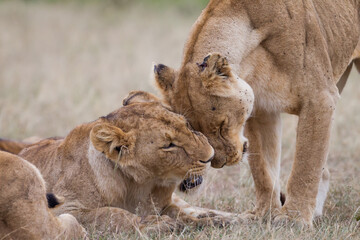 Lionesses socilaizing in Masai Mara