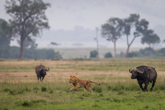 Young Lion Running Away  From African Buffalos