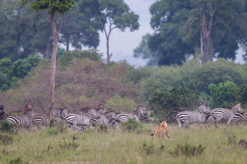 Lioness hunting and charging a group of herbivorous