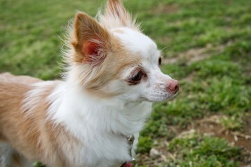 The chihuahua dog in the park.