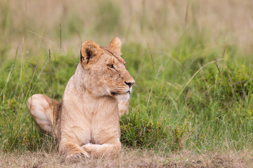 Fototapeta na wymiar lioness resting in Masai Mara