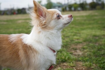 chihuahua dog on park