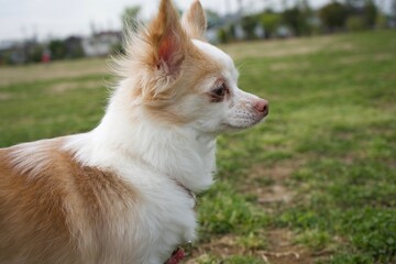 portrait of a chihuahua
