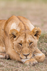 Fototapeta na wymiar lioness resting in Masai Mara