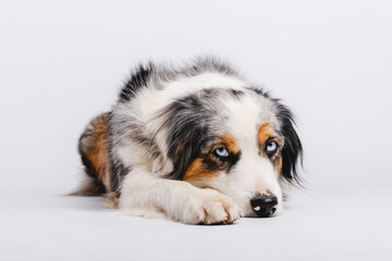 Australian Shepherd