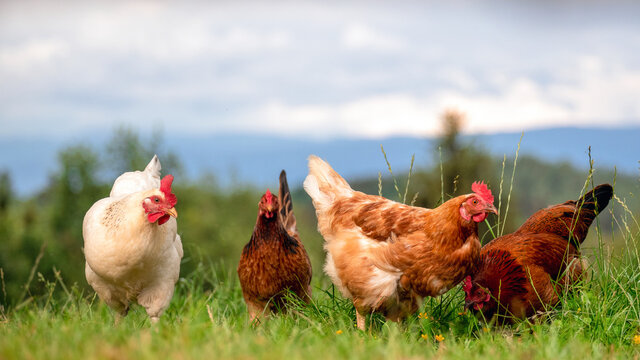 Freilaufende gl&uuml;ckliche H&uuml;hner und H&auml;hne, Freilandhaltung auf dem Bio Bauernhof - Eier regional kaufen
