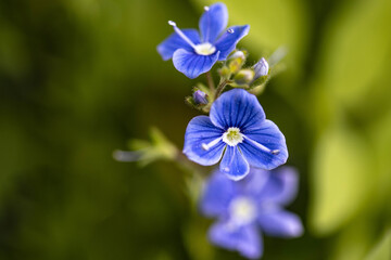 Blue spring flower on the field