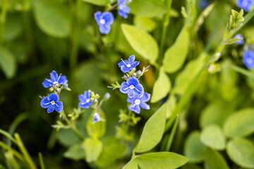 Blue spring flowers on the field
