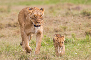 Lion cubs walking near their mother