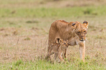 Fototapeta na wymiar Lion cubs walking near their mother