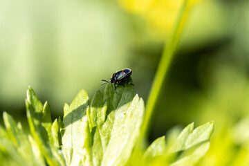 Black orange bug on the leaves