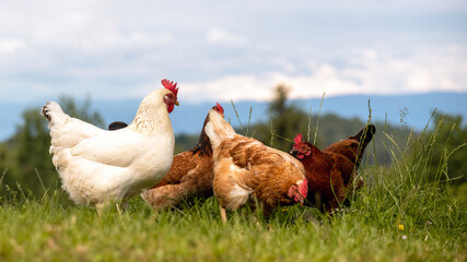 Freilaufende glückliche Hühner und Hähne, Freilandhaltung auf dem Bio Bauernhof - verschiedene...