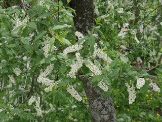 wild flowers in the forest