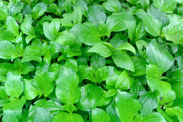 green leaves background