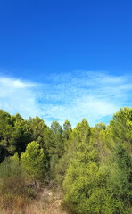 landscape with trees and blue sky