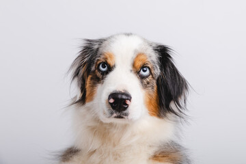 Australian Shepherd