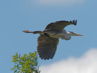 A Grey Heron (Ardea cinerea) flying overhead against a blue sky at Daisy Nook in Manchester, United Kingdom