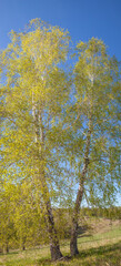 Birch tree against the blue sky, fresh spring foliage, 
